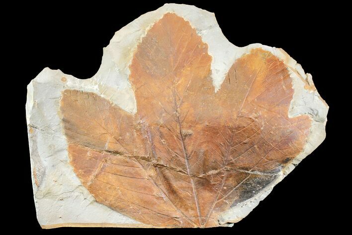 Fossil Sycamore Leaf (Platanus) - Montana #165025